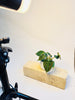 Philodendron verrucosum - kuva 4