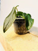 Anthurium 'Queen of Hearts' 6cm - kuva 2