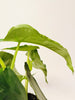 Alocasia heterophylla 'Dragon's Breath' 6cm - kuva 5