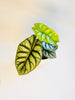 Alocasia 'Silver Dragon' 12cm - kuva 3
