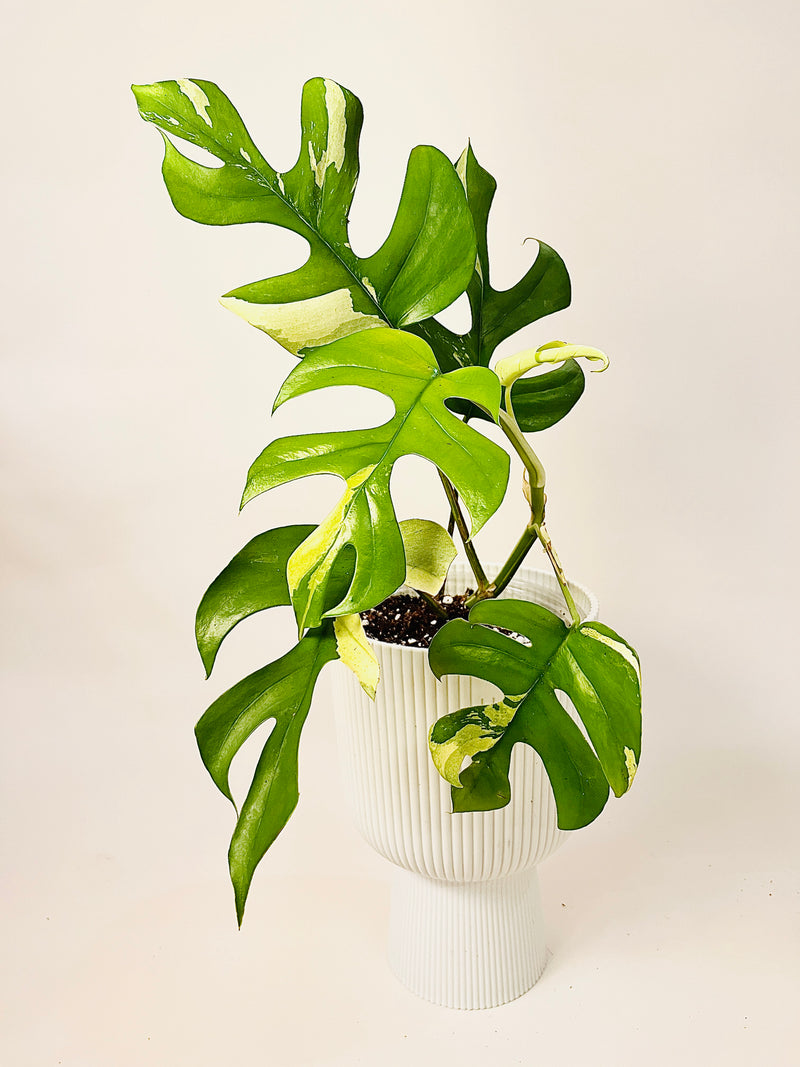 Rhaphidophora tetrasperma 'Variegata' 12cm pääkuva