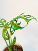 Monstera obliqua 'Peru' 12cm - kuva 2
