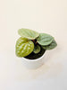 Anthurium luxurians 10.5cm - kuva 3