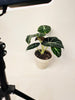 Alocasia 'Black Velvet' 12cm - kuva 3