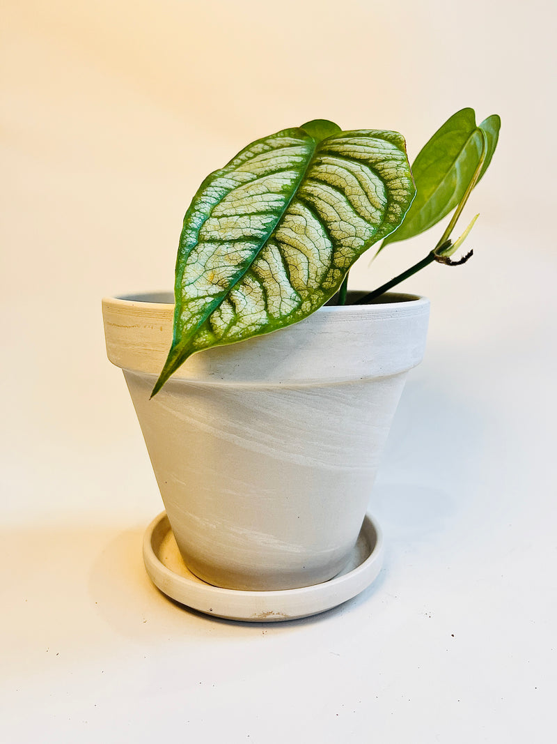 Monstera siltepecana 'El Salvador' 10.5cm pääkuva