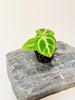 Anthurium crystallinum ’Dorayaki’ 6cm - kuva 2