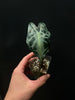 Alocasia Venom #3 - kuva 1