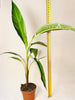 Musa ’Florida Variegata’ 12cm - kuva 7