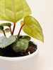 Anthurium luxurians 10.5cm - kuva 5
