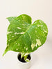Monstera Thai Constellation 6cm - kuva 3