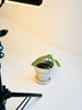 Monstera siltepecana 'El Salvador' 10.5cm - kuva 4