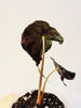 Alocasia Venom 8cm #1 - kuva 5