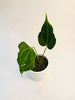 Anthurium ’Delta Force’ 9cm #2 - kuva 4