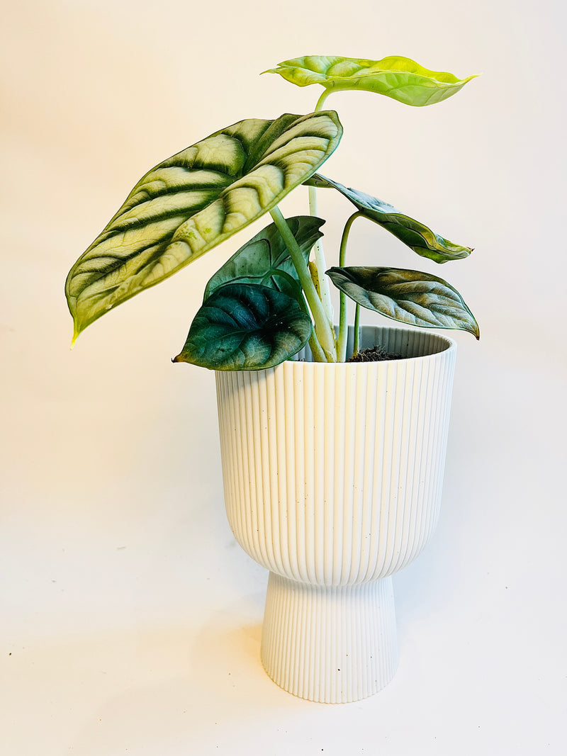 Alocasia 'Silver Dragon' 12cm pääkuva