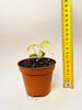 Alocasia 'Polly Yellow Variegata' - kuva 6