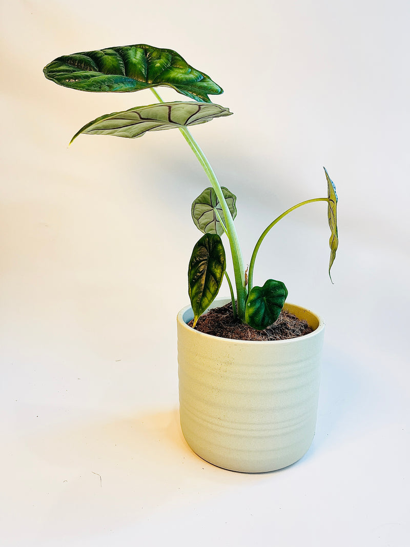 Alocasia 'Dragon Scale' 12cm pääkuva