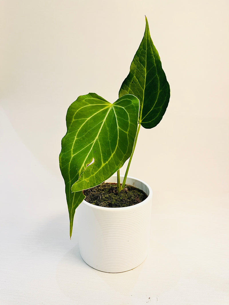 Anthurium ’Delta Force’ 9cm #2 pääkuva