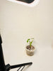 Alocasia Okinawa Silver Variegata 9cm #1 - kuva 5