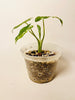 Alocasia Okinawa Silver Variegata 9cm #1 - kuva 3