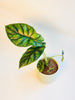 Alocasia 'Dragon Scale' 12cm - kuva 3