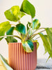 Philodendron burle-marxii 'Variegata' 6cm - kuva 5
