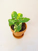Syngonium Aurea 10.5cm - kuva 1