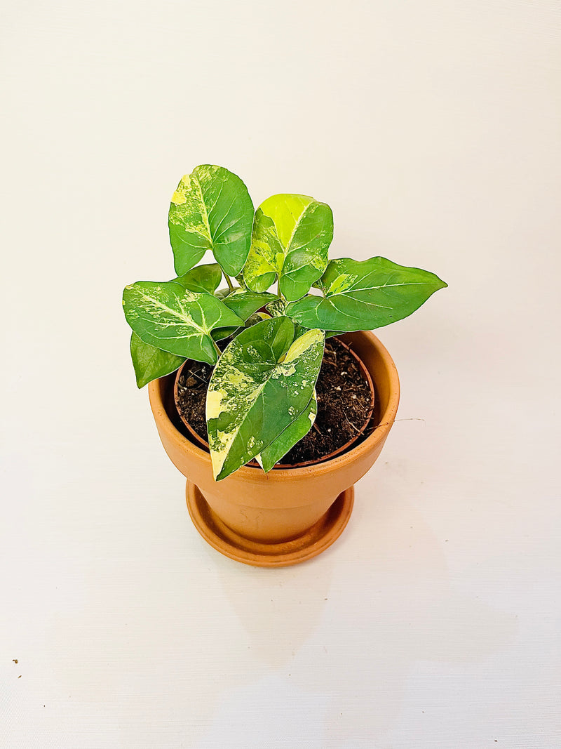 Syngonium Aurea 10.5cm pääkuva