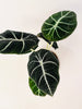 Alocasia 'Black Velvet' 12cm - kuva 2