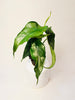 Alocasia heterophylla 'Dragon's Breath' 6cm - kuva 3