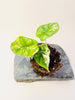 Alocasia 'Dragon Scale Variegata' 10.5cm - kuva 3