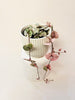 Ceropegia woodii ’Variegata’ 6cm - kuva 2