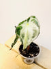 Alocasia Venom 8cm #1 - kuva 2