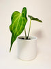 Anthurium ’Delta Force’ 9cm #1 - kuva 1