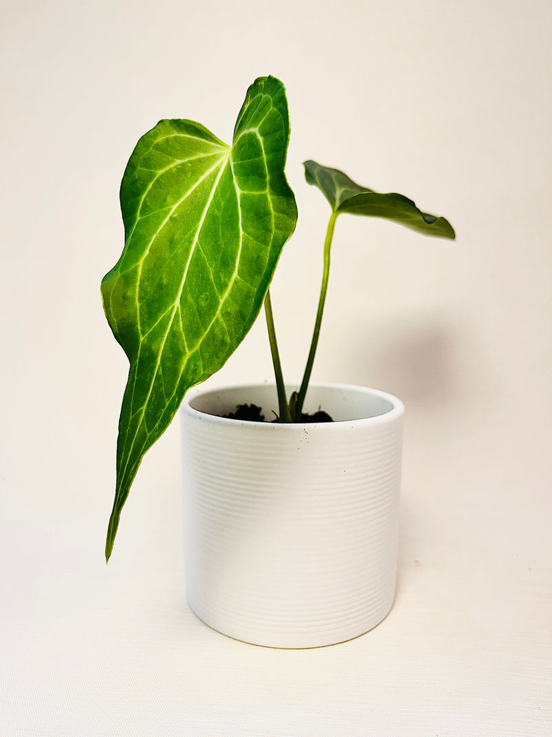 Anthurium ’Delta Force’ 9cm #1 pääkuva