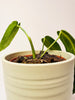 Anthurium warocqueanum 12cm II-laatu - kuva 5