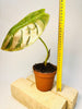 Alocasia cuprea 'Red Secret' 12cm - kuva 6
