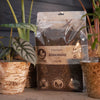 Premium Alocasia Mix 5L - kuva 1
