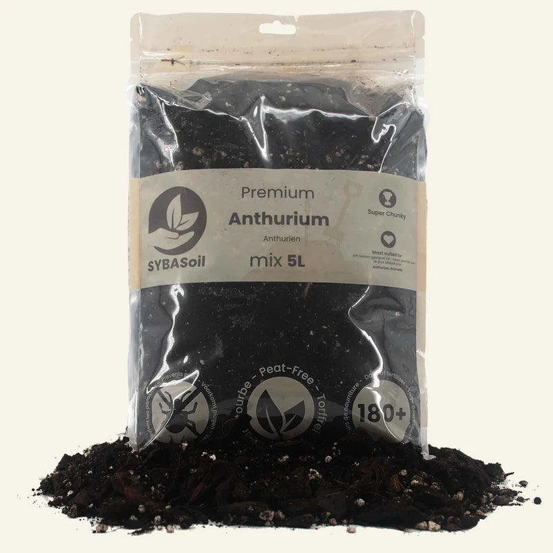 Premium Anthurium Mix 5L pääkuva