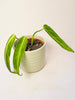 Anthurium warocqueanum 12cm II-laatu - kuva 3