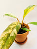 Philodendron 'Caramel Marble' 10.5cm - kuva 2
