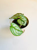 Monstera siltepecana 'El Salvador' 10.5cm - kuva 2