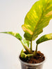 Philodendron 'Ring of Fire' 6cm - kuva 6