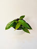 Philodendron spiritus-sancti 10.5cm - kuva 2