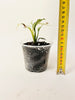 Spathiphyllum 'Sensation Variegata' 10.5cm - kuva 4