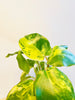 Philodendron burle-marxii 'Variegata' 6cm - kuva 2