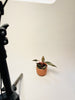 Philodendron ’Pink Princess Marble’ 6cm - kuva 5