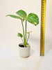 Monstera Thai Constellation 6cm - kuva 8