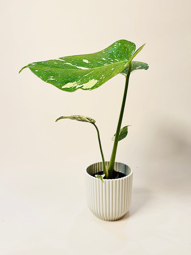 Monstera Thai Constellation 6cm pääkuva