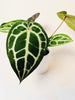 Anthurium 'Docblock Michelle' 10.5cm (#1) - kuva 4