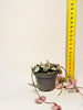 Ceropegia woodii ’Variegata’ 6cm - kuva 5